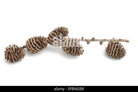 Branch with dry cones of Japanese larch isolated on a white background, Kempfer larch Stock Photo