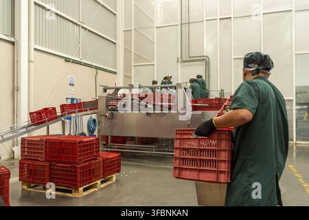 Uruapan, Michoacan, Mexico - 07 February 2023: View of workers processing avocados in a modern industrial facility with red crates and conveyor belts. Stock Photo