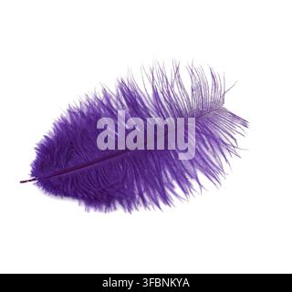 Dyed purple ostrich feather isolated on white background, close up Stock Photo