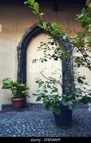 Vertical medium shot of an ancient gothic stone arch on a pastel wall, partially framed by the vibrant green leaves and branches of a potted tree in a Stock Photo