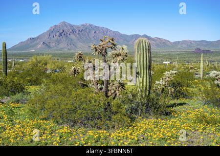 An overlooking view of Picacho Peak SP, Arizona Stock Photo