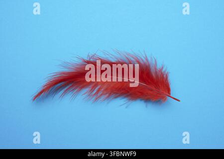 Red feather on a light blue background, top view Stock Photo
