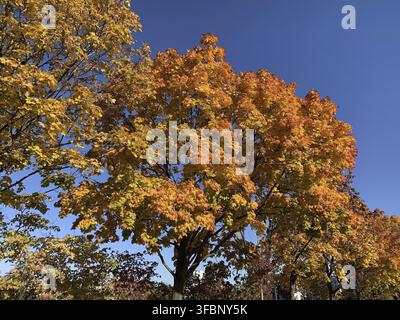 A strong maple tree shows an impressive play of colors of bright orange, golden yellow and deep reddish brown, illuminated by brilliant sunlight. The Stock Photo