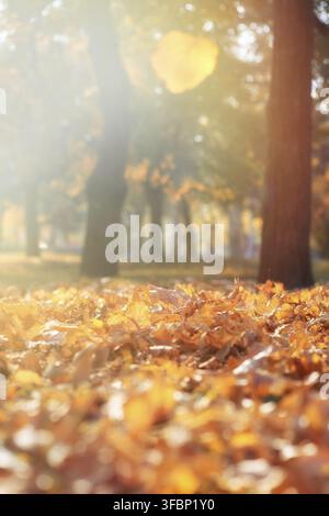 City park with falling dry yellow maple leaves in autumn evening, selective focus, rays of the setting sun Stock Photo