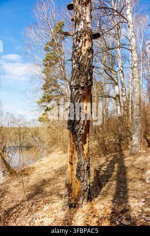 Decaying birch trunk with deep hollows and fungus growing in the spring forest, weathered bark texture, rustic nature scene, bright blue sky in backgr Stock Photo