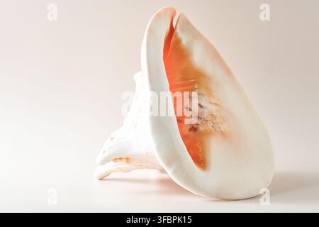Large queen conch seashell isolated on neutral light background, close-up studio shot with soft warm lighting, fine art photo. Stock Photo