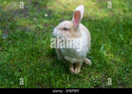 White rabbit sits on fresh green grass and sniffs the ground in a natural meadow habitat while mosquitoes rest on its nose and fur Stock Photo