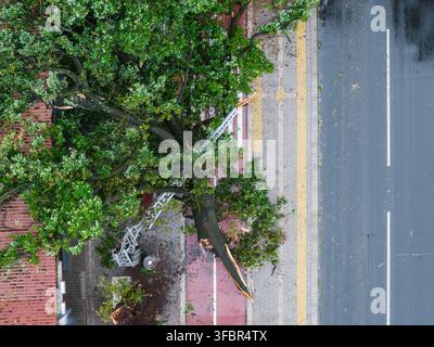 Aerial view of a large tree fallen across a sidewalk and road in Riga, Latvia. Stock Photo
