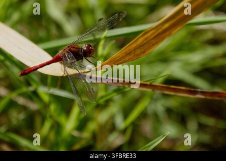Common Red Darter Dragonfly resting Stock Photo