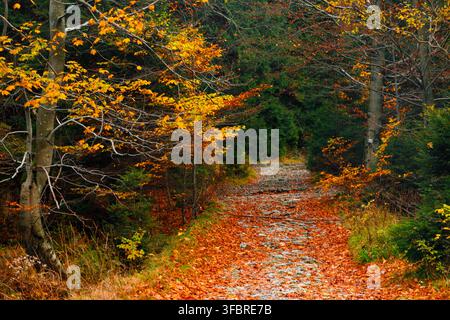 Trail. Autumn landscape with hiking trail in the mountain forest of the Karkonosze National Park in Poland, Europe Stock Photo