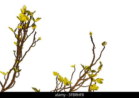 green fig shoots with blue sky in the background on a sunny day Stock Photo