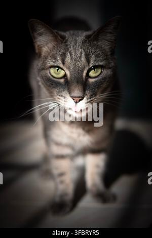 Gray tabby domestic cat with green eyes looking directly into the camera against a dark blurred background. Stock Photo
