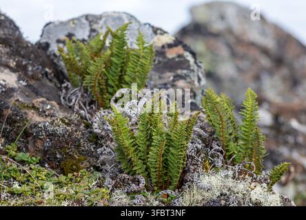 Wild fragrant wood fern (Dryopteris fragrans) growing on rocky slopes in the subarctic tundra, Chukotka Peninsula, Beringia National Park, Russia Stock Photo