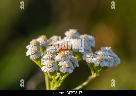 Tephritid fruit fly Tephritis perched on common yarrow flower, Central Russia. July 2024 Stock Photo