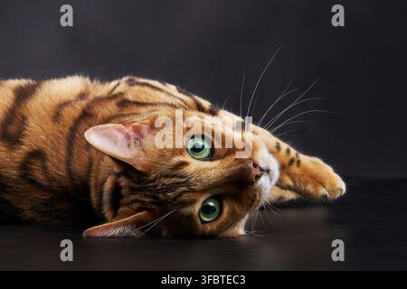 A Bengal cat rests its head on the ground while lying on its side. The black background highlights the cat striking coat and eyes. Stock Photo