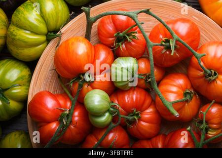 Close up of red tomatoes with green vine in round wooden bowl. Organic farm produce, healthy vegetarian ingredients Stock Photo
