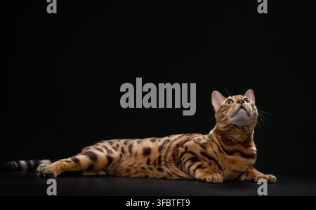 A Bengal cat lies comfortably with its head tilted upward. The cat long body and rosetted fur are visible on the black background. Stock Photo