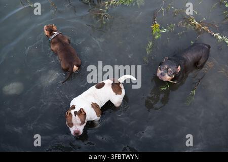 High-quality outdoor shot capturing three purebred pets of different colors swimming in a lake. One black and tan companion dog looking directly up at Stock Photo