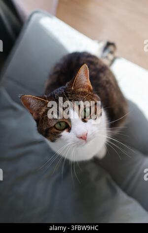 Close-up portrait of a domestic tabby and white cat with green eyes looking directly at the camera while relaxing at home. Stock Photo
