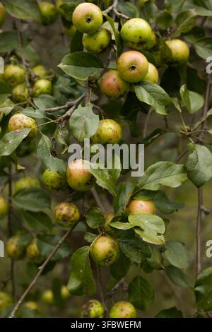 Green apples on tree branches in garden Stock Photo