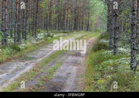 Sandy dirt road winding through a quiet pine forest with heather and lichen ground vegetation Stock Photo