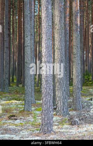 Tall Scots pine trunks growing in a mature coniferous forest with lichen covered forest floor Stock Photo