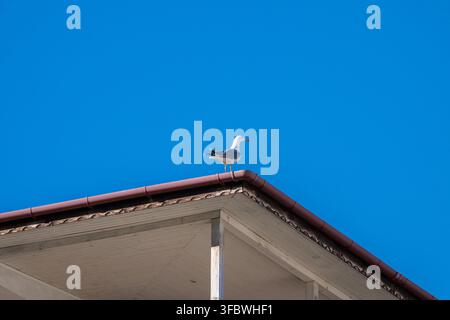 A single seagull standing on the roof edge of a building against a clear bright blue sky. Stock Photo