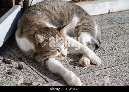 A sleepy tabby and white cat curled up and resting on a stone patio tile surface. Stock Photo