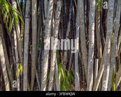 Tall bamboo stalks stand tightly grouped in a natural cluster. Sunlight filters through green leaves at the top Stock Photo