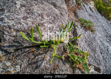 A close-up view of Crithmum maritimum, commonly known as rock samphire or sea fennel, growing from a crevice in a weathered rock face. Stock Photo