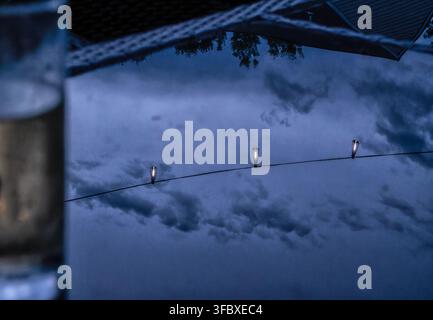 A string of small, vintage-style filament light bulbs hanging against a dark, cloudy blue evening sky, with the reflection visible on a glossy dark su Stock Photo