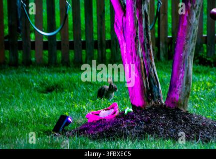 The image shows a wild rabbit standing on the grass in a backyard next to a tree illuminated by a bright pink spotlight. Stock Photo