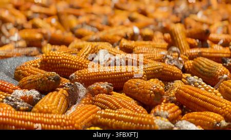 An abundant pile of yellow corn cobs laid out horizontally to dry under direct sunlight, showcasing rural crop harvest. Stock Photo