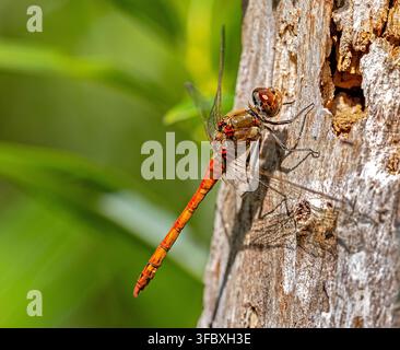 Close up of a Red orange darter dragonfly resting on tree bark with green foliage in the background Stock Photo