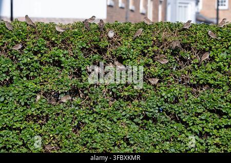 Flock of House sparrow,s Passer domesticus, roosting on green hedge in Scarborough town, England, United Kingdom. Stock Photo