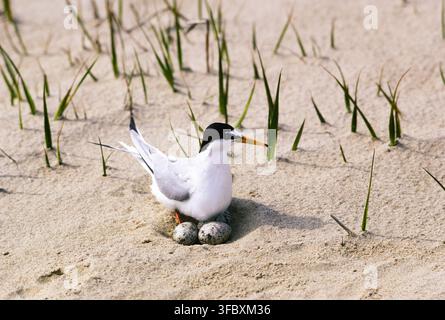 Adult Little Tern, Sternula albifrons, in summer plumage incubating two eggs on a ground nest scrape, Northumberland, England, United Kingdom. Stock Photo