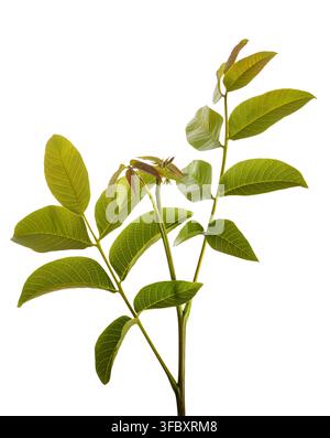 Walnut branch  with leaves  isolated on white background Stock Photo