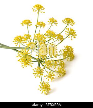 Wild fennel flowers isolated on white background Stock Photo