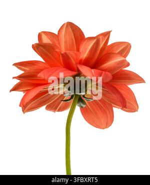 Dhalia pinnata flower isolated on white background Stock Photo