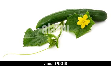 cucumber  with flower and leaves isolated on white background Stock Photo