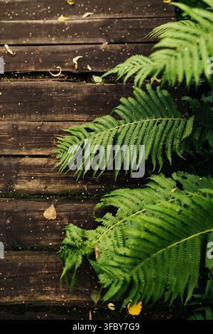 Fresh green fern leaves growing against a dark weathered wooden surface. The contrast between lush foliage and rustic wood creates a natural botanical Stock Photo