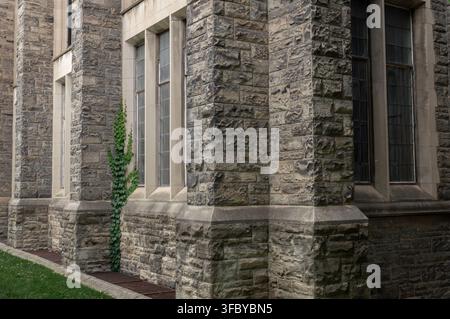 Side view perspective of traditional stone building wall with tall leaded glass windows, vibrant green ivy climbing textured masonry, and subtle shado Stock Photo