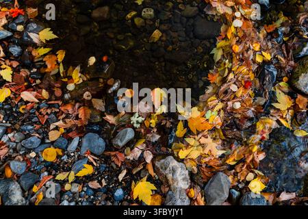 Colorful fall foliage resting on river rocks and flowing water Stock Photo