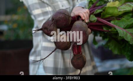 A woman in a plaid shirt carefully holds a big bouquet of freshly harvested red beets with long green leaves and soil still clinging to the roots in a Stock Photo