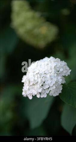 Beautiful white hydrangea blossom cluster with delicate petals and lush leaves in soft natural light, perfect for serene garden and floral themes. Stock Photo
