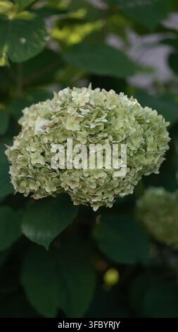 Close-up of a lush green-white hydrangea bloom cluster with soft petals and surrounding leaves in a sunny garden, ideal for nature, botanical or calm Stock Photo