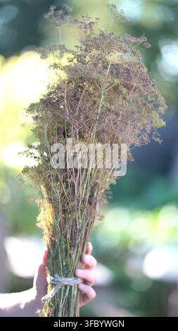 Hand holding a dried dill bunch with seed umbels against sunny blurred greenery. Organic herb harvest for cooking, spices and healthy food. Stock Photo