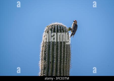 A medium sized woodpecker enjoying the scenic view while on top of a tree Stock Photo