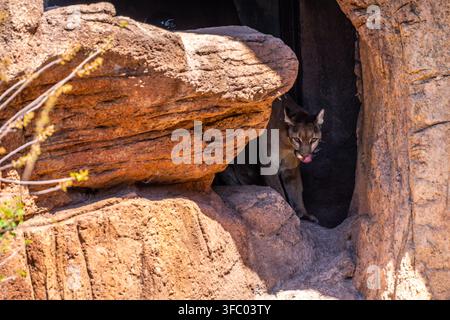 A large, slender wild cat in the protected park Stock Photo