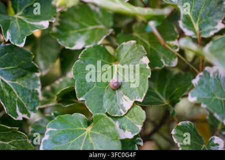 Small snail resting on a green and white variegated leaf Stock Photo